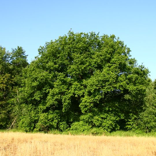 Dub pod Blatenským svahem