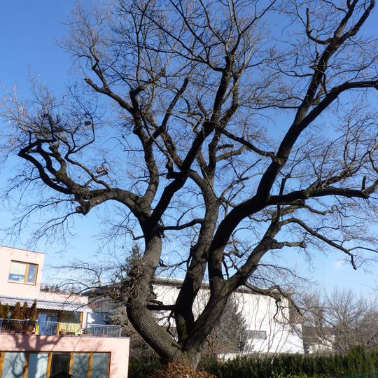 Dub letní ve Štýřicích