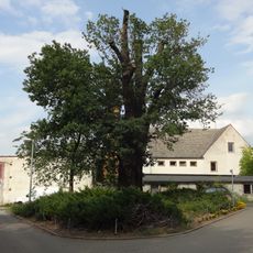 Naturdenkmal Stieleiche
