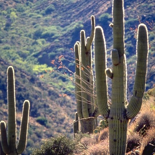 Sonoran Desert