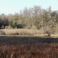 Lauternsee bei Klein-Auheim