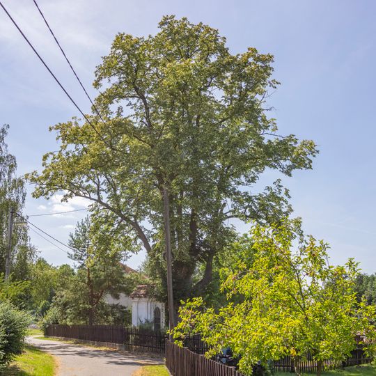 Lípy u kapličky v Nové Vsi u Postupic