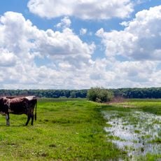 Біла Шапка (заповідне урочище)