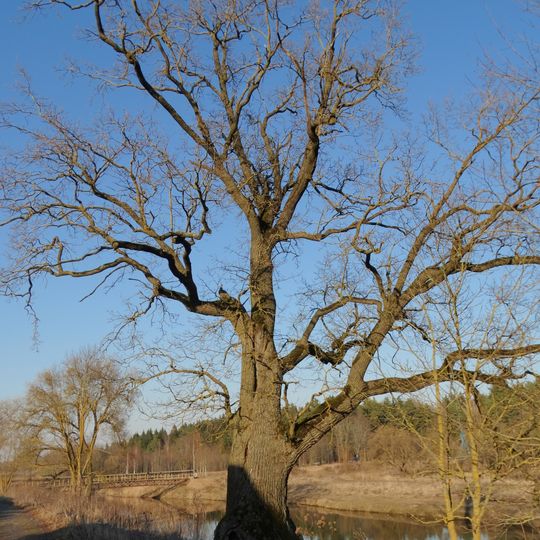 Pavenčių ąžuolas