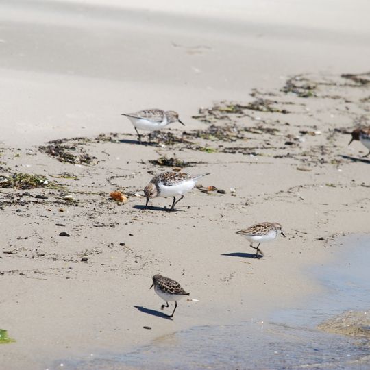 Savage Neck Dunes Natural Area Preserve
