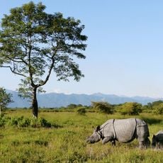 Manas National Park