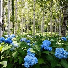 Toyohira Park