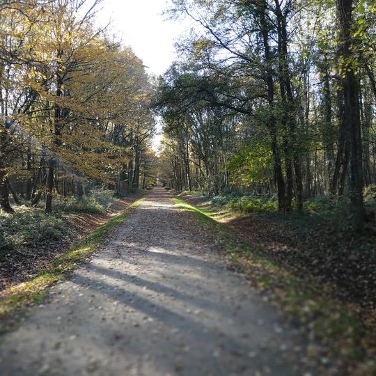 Bois de Lognes