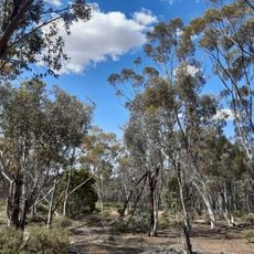Dryandra Inland Arboretum