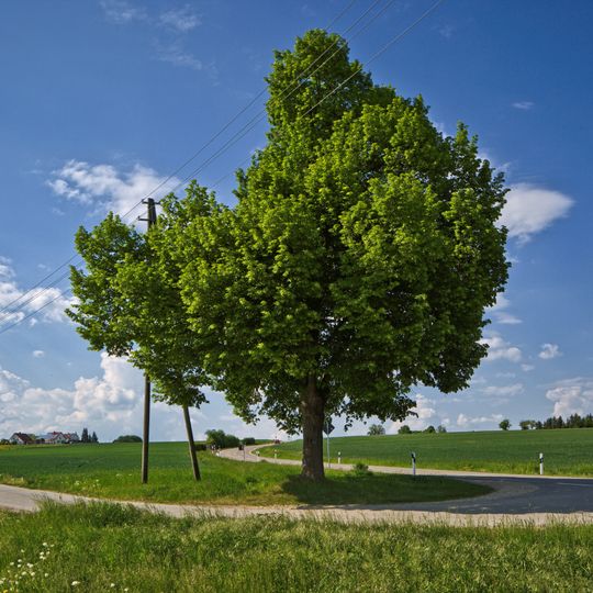 Linde in den Schloßwiesen