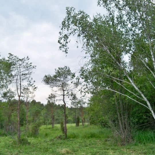 Rezerwat przyrody Torfy Orońskie