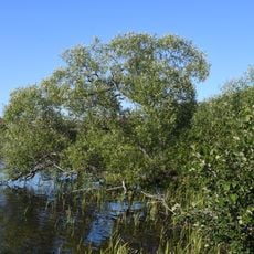 2004128 (W-id) En pil