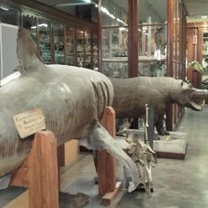 Museo universitario di zoologia e anatomia comparata