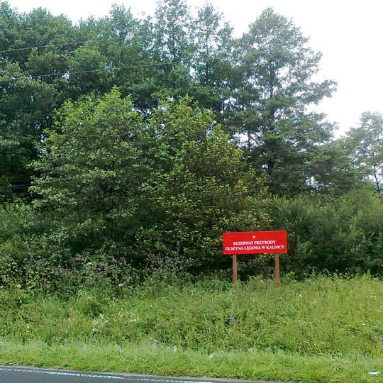 Rezerwat przyrody Olszyna Łęgowa w Kalnicy