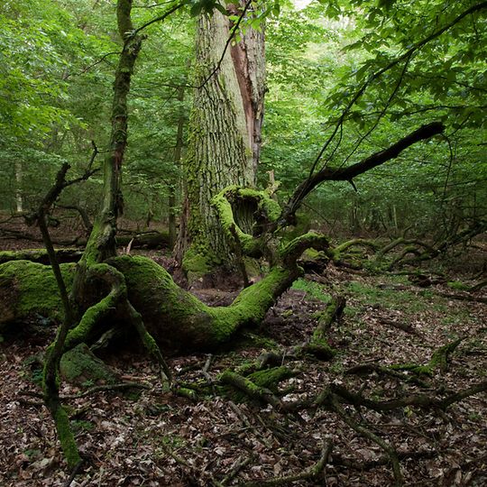 Colbitzer Lindenwald