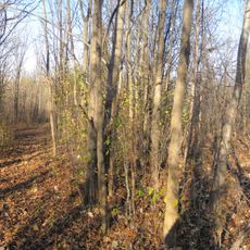 Holt Park