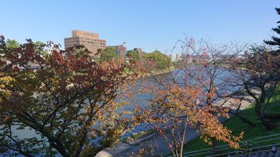 The view 4