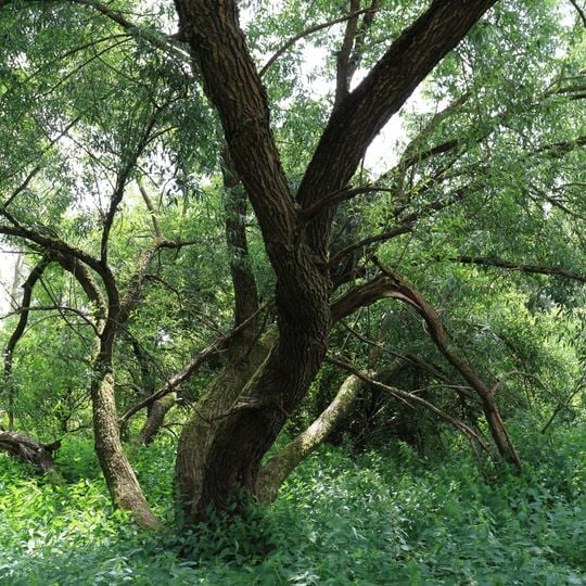 FND Ilsfeld Feuchtgebiet am Tiefenbach