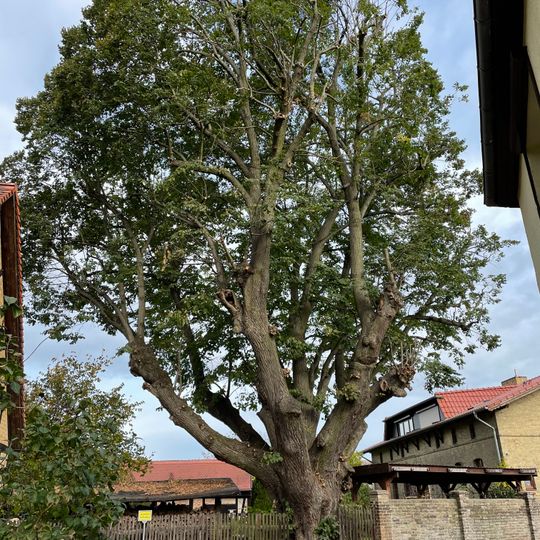 Naturdenkmal Linde im Pfarrhausgarten in Beetz