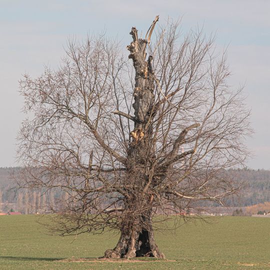 Jilm u Žehušické obory