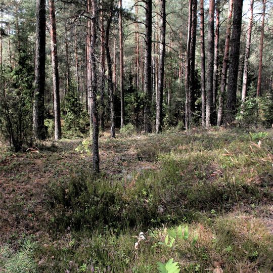 Липичанская пуща