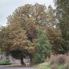 Chestnut tree of Waret