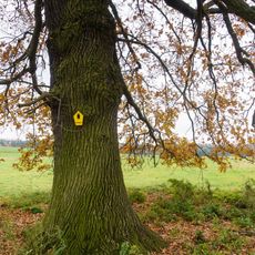 Naturdenkmal Stieleiche Mark Schönstädt