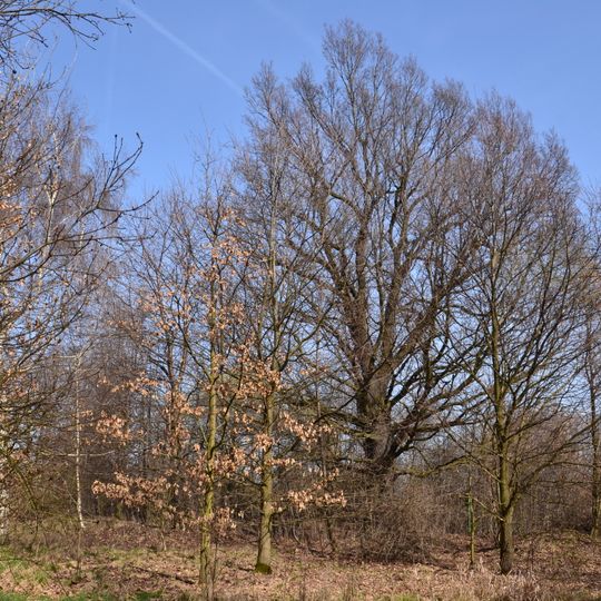 Dub svatého Kryštofa