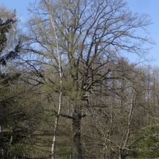 Dub ve Volfartické Nové Vsi