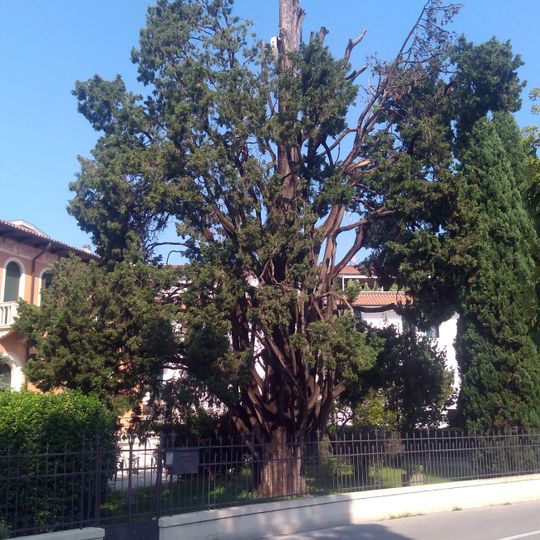 Cupressus sempervirens L.