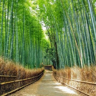 Foresta di Bambù di Kyoto