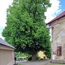 Lípa v Ovesných Kladrubech