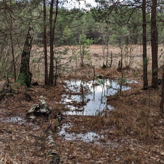 Rezerwat przyrody Żurawinowe Bagno