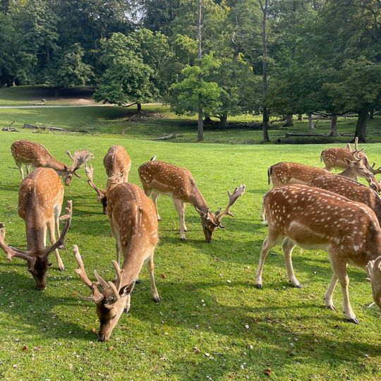 Marselisborg Deer Park