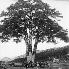 Pi de les Tres Branques