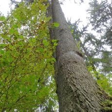 Noriūnai forest spruce