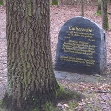 Luthereiche Dresdner Heide