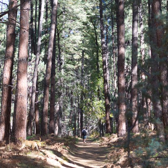 Pine