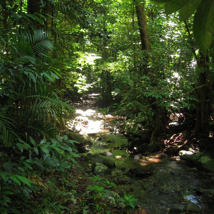 Foresta Pluviale di Daintree