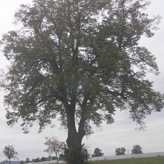 Památná lípa u Žamberka