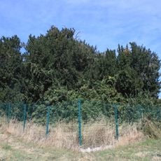Árvore isolada em Lugar da Tranginha - Quinta do Albergue