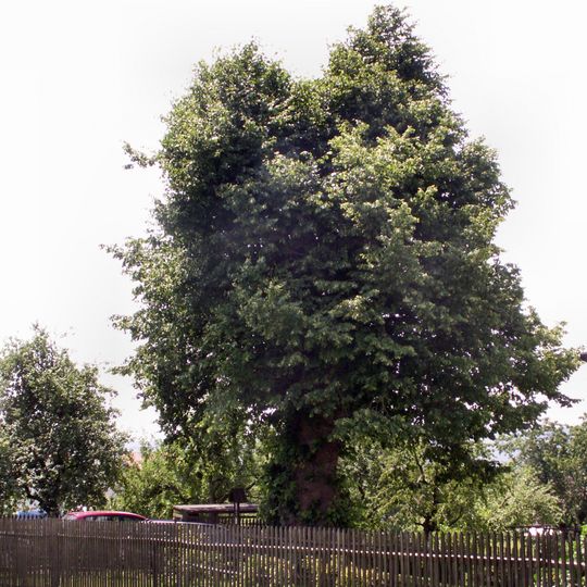 Smrčkova lípa v Lísku