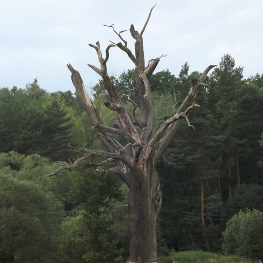 Dub u Zadního dvora 3