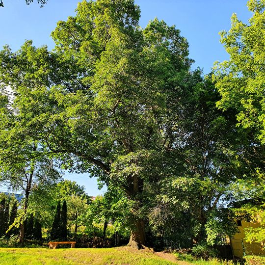 Seumepark Hohnstädt