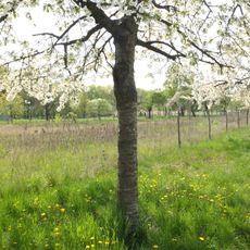 Landschaftsschutzgebiet Gatow, Kladow und Groß-Glienicke