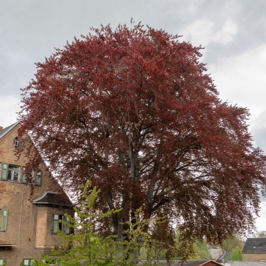 Blutbuche in Geringswalde