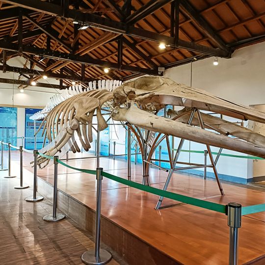 Taijiang Cetacean Museum