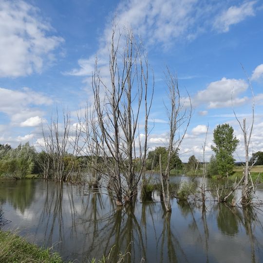 An der Kuhweide bei Steinheim
