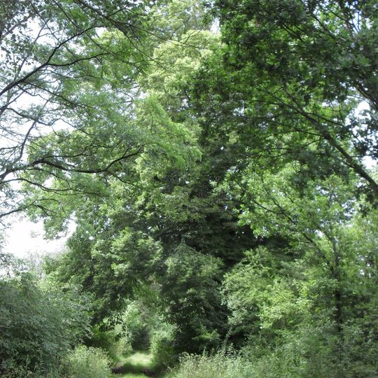 Kvášňovická lípa