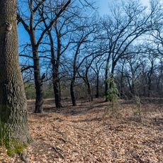 Столітні дубові насадження